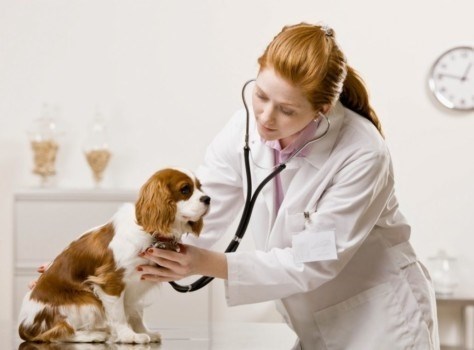 Роль ветеринарии в жизни животных